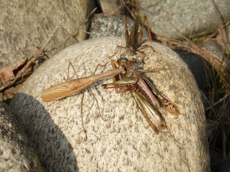 Locusta sbranata da mantide - Locusta migratoria